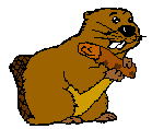 Beaver